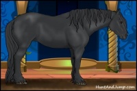 Horse Color:Black Sabino