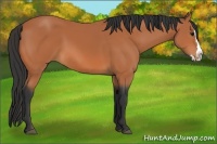 Horse Color:Bay Sabino Splash