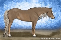 Horse Color:Chocolate Palomino Sabino