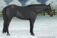 Horse Color:Black Sabino