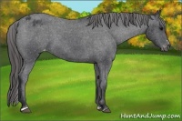 Horse Color:Black Sabino Appaloosa Rabicano