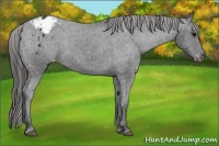 Horse Color:Black Sabino Varnish Rabicano