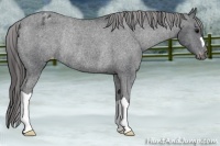 Horse Color:Black Varnish Rabicano 