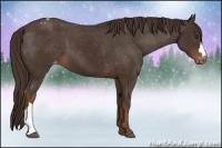 Horse Color:Liver Chestnut Appaloosa