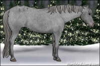 Horse Color:Black Varnish Rabicano 