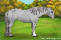 Horse Color:Black Appaloosa Rabicano 