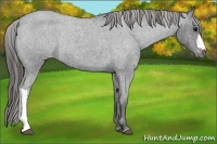 Horse Color:Blue Roan Varnish Rabicano