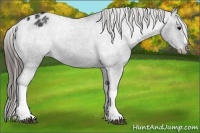 Horse Color:Black Varnish Rabicano 