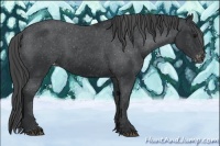 Horse Color:Black Appaloosa Rabicano 