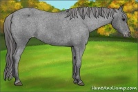 Horse Color:Black Varnish Rabicano 