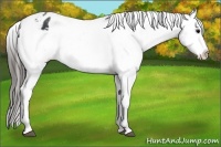 Horse Color:Black Varnish Rabicano 