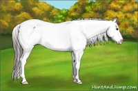 Horse Color:Black Appaloosa Rabicano 