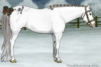 Horse Color:Black Appaloosa Rabicano 