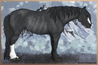 Horse Color:Black Rabicano 