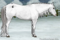 Horse Color:Black Appaloosa Rabicano 