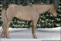 Horse Color:Chocolate Palomino Roan 