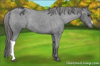 Horse Color:Black Appaloosa Rabicano 