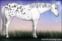 Horse Color:Black Appaloosa
