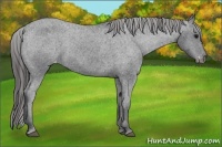 Horse Color:Black Appaloosa Rabicano 