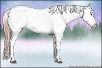 Horse Color:Liver Chestnut Appaloosa 