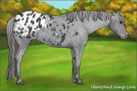 Horse Color:Black Appaloosa