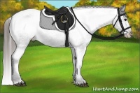 Horse Color:Black Appaloosa Rabicano 
