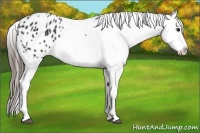 Horse Color:Black Splash Appaloosa Rabicano