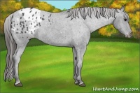 Horse Color:Black Appaloosa Rabicano 