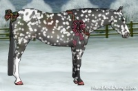 Horse Color:Black Appaloosa