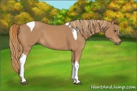 Horse Color:Chestnut Tobiano