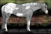 Horse Color:White Spotted Black Splash Tobiano Frame Appaloosa 