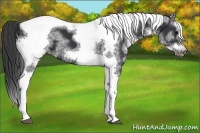 Horse Color:White Spotted Black Splash Tobiano Frame Appaloosa