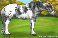 Horse Color:White Spotted Black Splash Tobiano Frame Appaloosa 