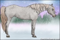 Horse Color:Liver Chestnut Appaloosa