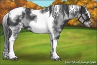 Horse Color:White Spotted Black Splash Tobiano Frame Varnish