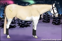 Horse Color:Red Dun Pearl Splash