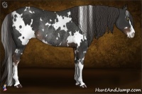 Horse Color:White Spotted Liver Chestnut Sabino Rabicano 