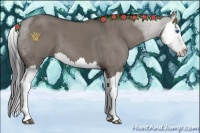 Horse Color:Grullo Splash Brindle 