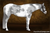 Horse Color:White Spotted Black Splash Tobiano Frame Appaloosa