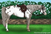 Horse Color:Chocolate Palomino Frame Appaloosa 
