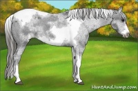 Horse Color:White Spotted Black Splash Tobiano Frame Varnish 