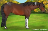 Horse Color:Bay Tobiano 