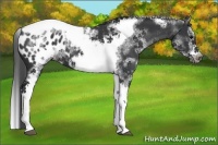 Horse Color:White Spotted Black Splash Tobiano Frame Appaloosa