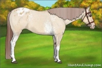 Horse Color:White Spotted Bay Dun Tobiano Appaloosa