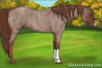 Horse Color:Red Roan 