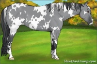 Horse Color:White Spotted Grullo Chinchilla 