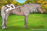 Horse Color:Silver Brown Appaloosa