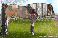 Horse Color:Grullo  and White Spotted Silver Bay Pearl 