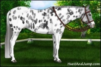 Horse Color:White Spotted Black Splash Tobiano Frame Near Leopard 