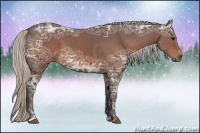 Horse Color:Silver Bay Ice Sabino 
